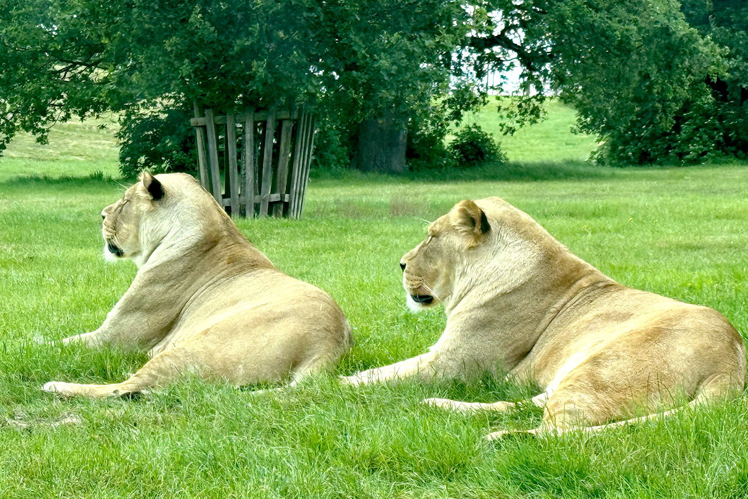 Email review: Woburn Safari Park